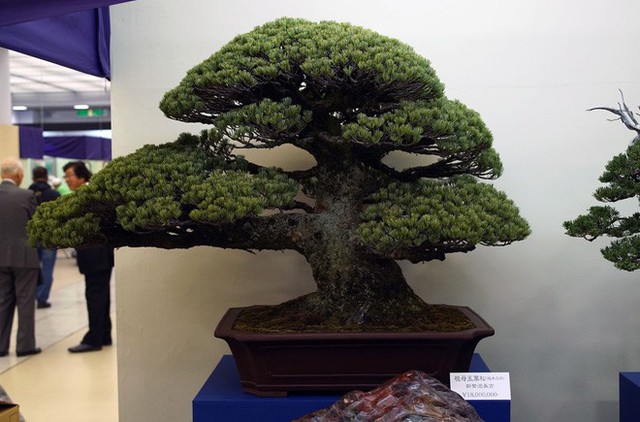 Tuyệt tác bonsai Nhật giá cắt cổ 3,8 tỷ đồng trông như thế nào? - Ảnh 4.