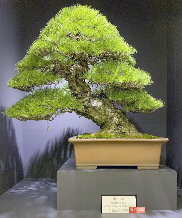 Tuyệt tác bonsai Nhật giá cắt cổ 3,8 tỷ đồng trông như thế nào? - Ảnh 5.