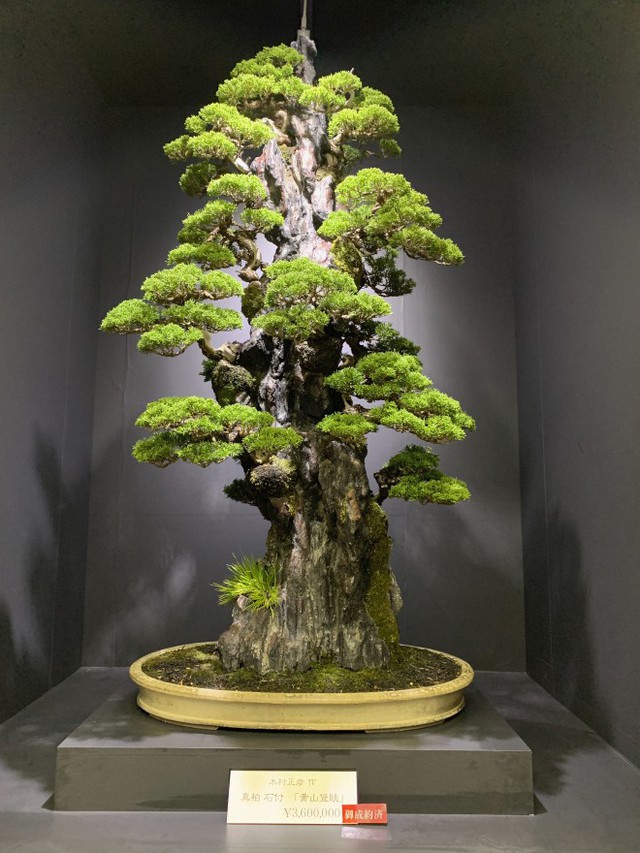 Tuyệt tác bonsai Nhật giá cắt cổ 3,8 tỷ đồng trông như thế nào? - Ảnh 8.
