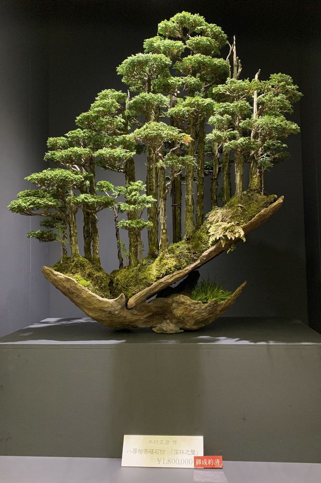 Tuyệt tác bonsai Nhật giá cắt cổ 3,8 tỷ đồng trông như thế nào? - Ảnh 9.