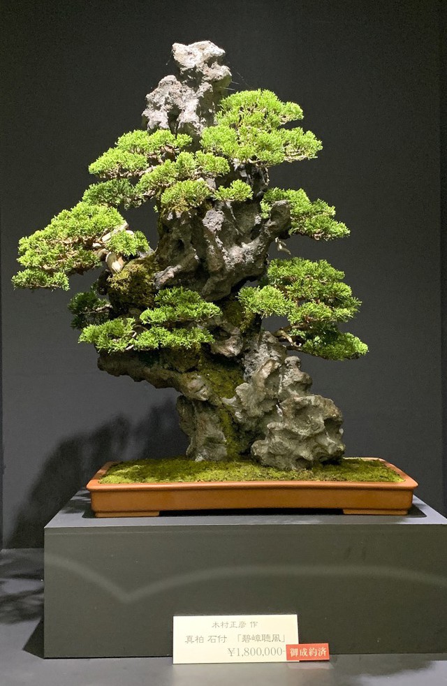 Tuyệt tác bonsai Nhật giá cắt cổ 3,8 tỷ đồng trông như thế nào? - Ảnh 10.