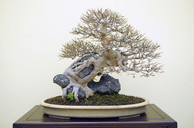 Tuyệt tác bonsai Nhật giá cắt cổ 3,8 tỷ đồng trông như thế nào? - Ảnh 11.