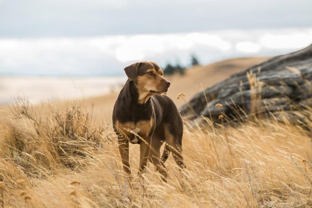 A Dogs Way Home đốn tim các sen bằng độ cute vô đối của chú cún Bella - Ảnh 2.