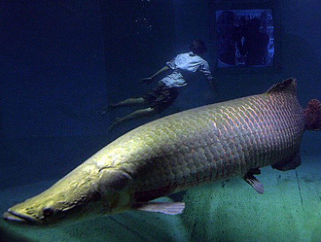 Phát hiện loài cá được mặc áo chống đạn vùng Amazon, chống lại được cá hổ Piranha - Ảnh 3.