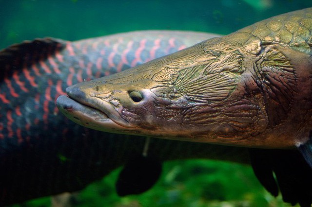 Phát hiện loài cá được mặc áo chống đạn vùng Amazon, chống lại được cá hổ Piranha - Ảnh 4.