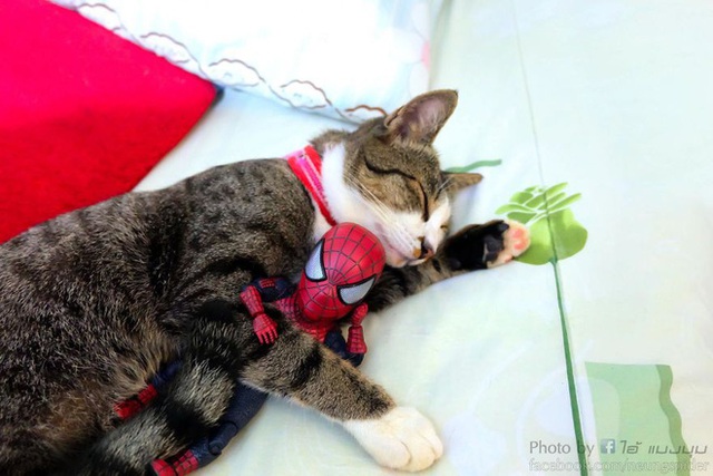 Spider-Man cùng boss mèo yêu thương nhau phiêu lưu khắp thế gian - Ảnh 15.