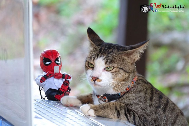 Spider-Man cùng boss mèo yêu thương nhau phiêu lưu khắp thế gian - Ảnh 25.