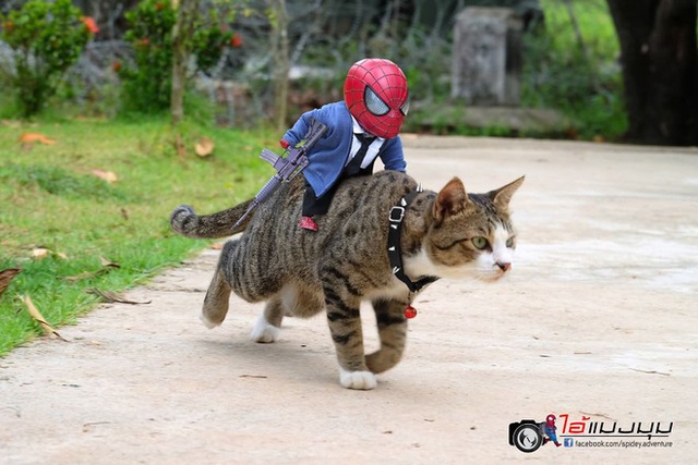Spider-Man cùng boss mèo yêu thương nhau phiêu lưu khắp thế gian - Ảnh 6.
