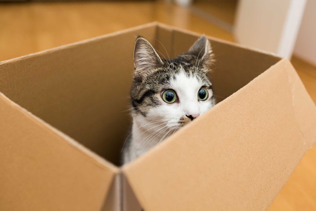 Khoa học giải thích: Tại sao lũ mèo thích hộp? - Ảnh 3.