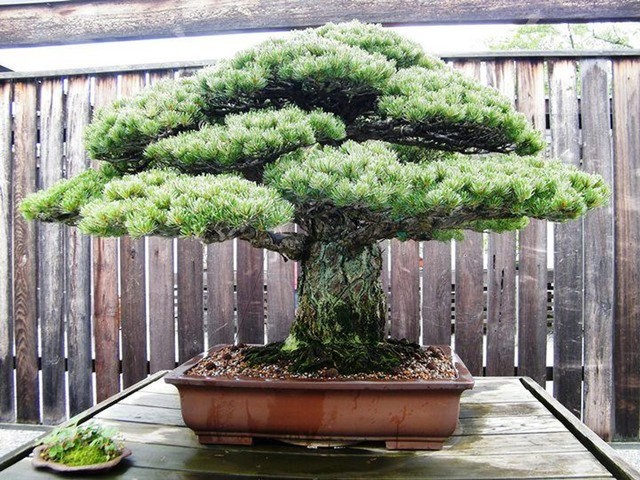Hãy tưới nước đầy đủ- Lời khẩn cầu thảm thiết của người bị mất cây bonsai 400 tuổi giá trị hơn 2 tỷ đồng - Ảnh 1.