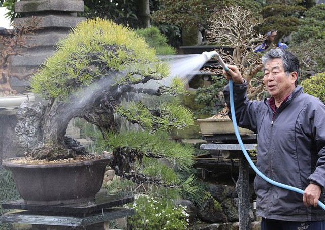 Hãy tưới nước đầy đủ- Lời khẩn cầu thảm thiết của người bị mất cây bonsai 400 tuổi giá trị hơn 2 tỷ đồng - Ảnh 2.