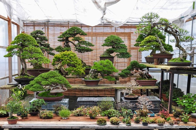 Hãy tưới nước đầy đủ- Lời khẩn cầu thảm thiết của người bị mất cây bonsai 400 tuổi giá trị hơn 2 tỷ đồng - Ảnh 3.