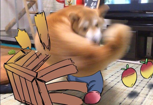 Chú chó tung nắm đấm không trượt phát nào như thánh Saitama bỗng trở thành meme trên mạng xã hội - Ảnh 6.