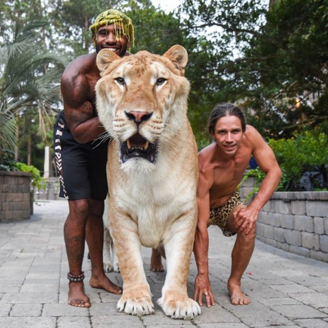 Youtuber khoe sư tử lai hổ siêu to khổng lồ, còn tranh thủ đi dạo với nó và cái kết đắng lòng - Ảnh 2.