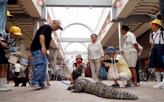 Ông bác Nhật Bản nuôi cá sấu làm bạn thân của mình hơn 34 năm - Ảnh 4.