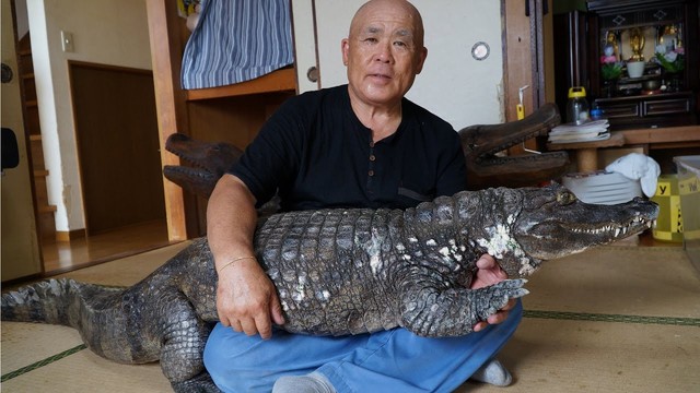 Ông bác Nhật Bản nuôi cá sấu làm bạn thân của mình hơn 34 năm - Ảnh 2.