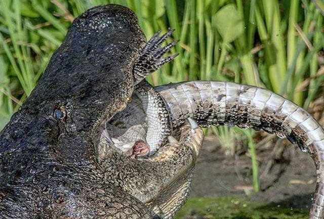 Crawl: Loài cá sấu khổng lồ đáng sợ đến mức nào? - Ảnh 8.
