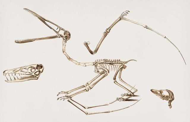 Pterodactyl: Động vật có xương sống duy nhất trên trái đất có thể bay và tự kiếm mồi ngay sau khi chào đời - Ảnh 2.