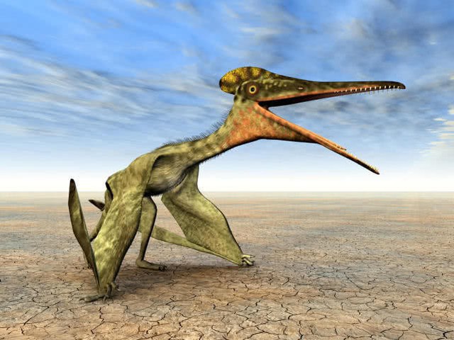 Pterodactyl: Động vật có xương sống duy nhất trên trái đất có thể bay và tự kiếm mồi ngay sau khi chào đời - Ảnh 3.
