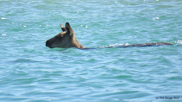 Lại là nắng nóng ở Úc: Con kangaroo thản nhiên lao vào bể bơi nhà dân để ngâm mình cho nó mát - Ảnh 2.