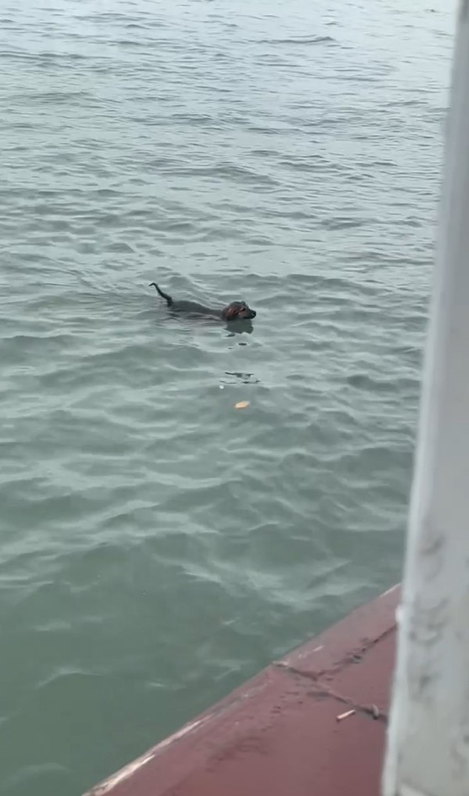 Chú chó dũng cảm bơi ở Vịnh Hạ Long cầu cứu vì bị chủ bỏ quên giữa biển gây sốt MXH TikTok
