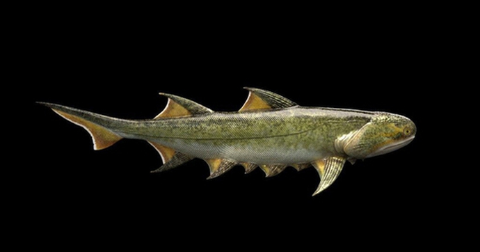 Cá mập 439 triệu năm tuổi được tìm thấy ở Trung Quốc là loài cá có hàm lâu đời nhất thế giới