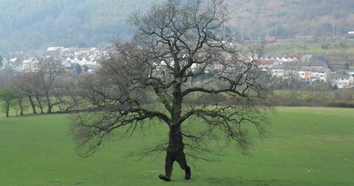 Cây đi bộ ở Ecuador: Mỗi năm di chuyển tới 20 mét