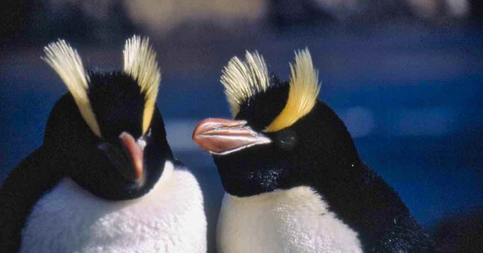 Đau đầu giải mã hành vi kỳ quái của chim cánh cụt New Zealand: Luôn "chê" và bỏ luôn trứng đầu, chỉ ấp trứng sau