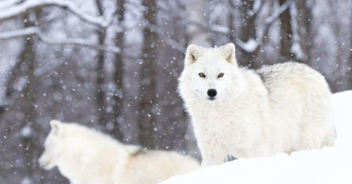 Khám phá bí mật của loài sói Bắc Cực