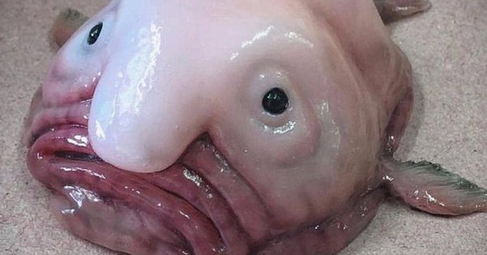 Cá giọt nước - "loài động vật xấu nhất thế giới" bị hiểu nhầm về hình dạng kỳ dị suốt bao năm