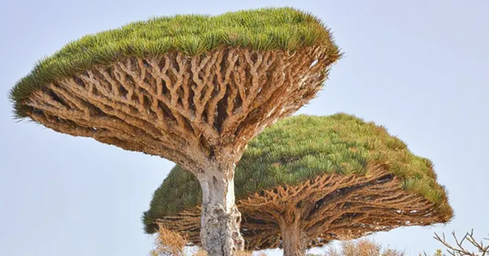 Hòn đảo kỳ lạ chứa loại cây độc đáo bậc nhất hành tinh