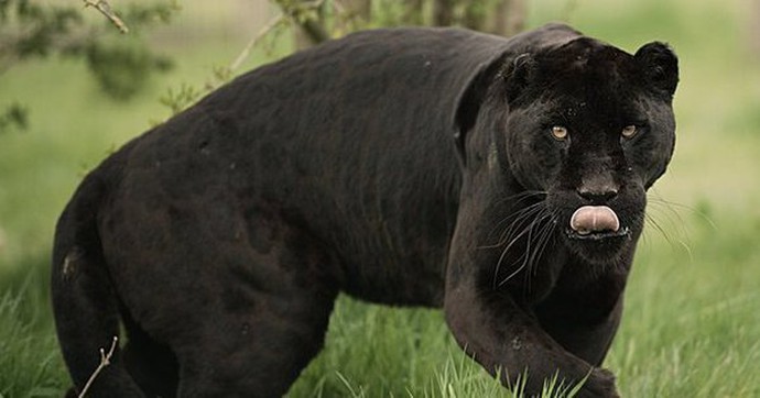 Những sự thật bất ngờ về Black Panther - báo đen!