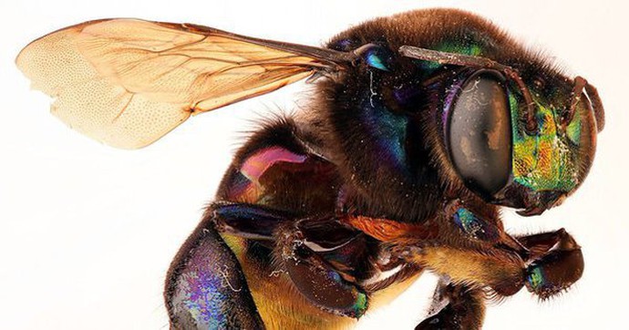 Phát hiện loài ong phong lan mới tại Mexico