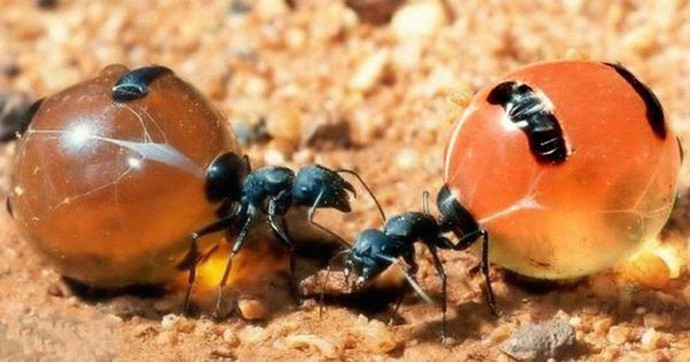 Honeypot: Loài kiến duy nhất trên thế giới sản xuất mật