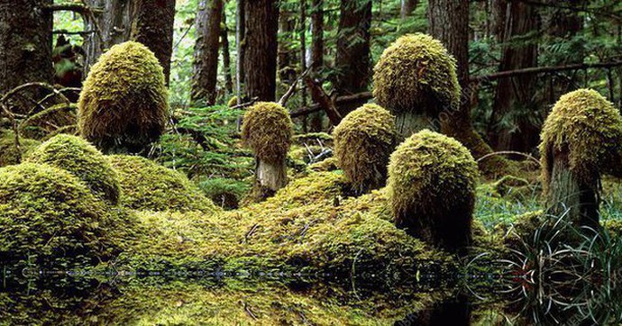 The strangest forests in the world