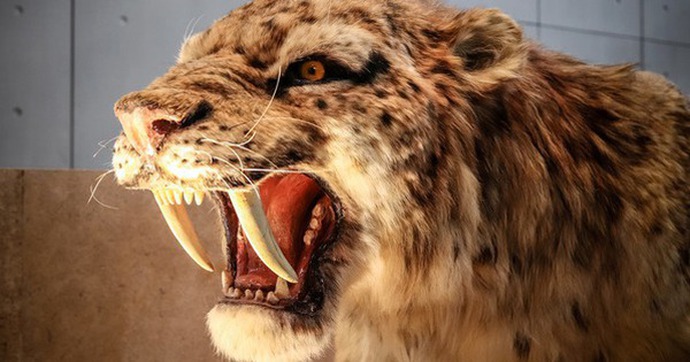 Hổ răng kiếm: Một con hổ hoang dã với đôi răng kiếm sắc nhọn và hung dữ, là một cảnh tượng đáng sợ nhưng đầy hấp dẫn. Hãy xem hình ảnh và cảm nhận sức mạnh của chúng.