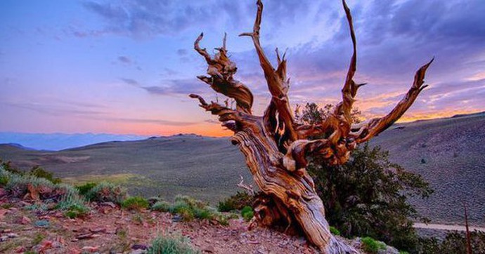 Điểm mặt 5 cây cổ thụ có tuổi thọ lâu đời nhất trên thế giới