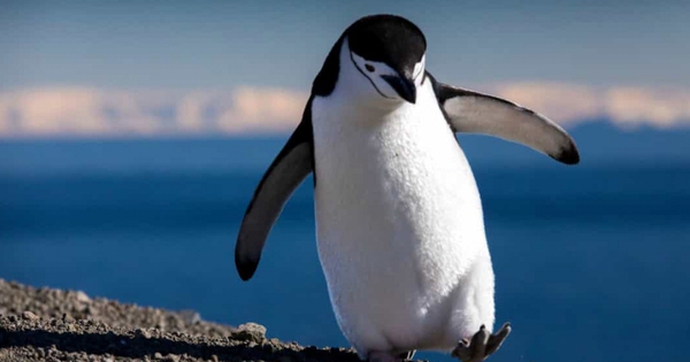 Những sự thật vô cùng đáng yêu về chim cánh cụt