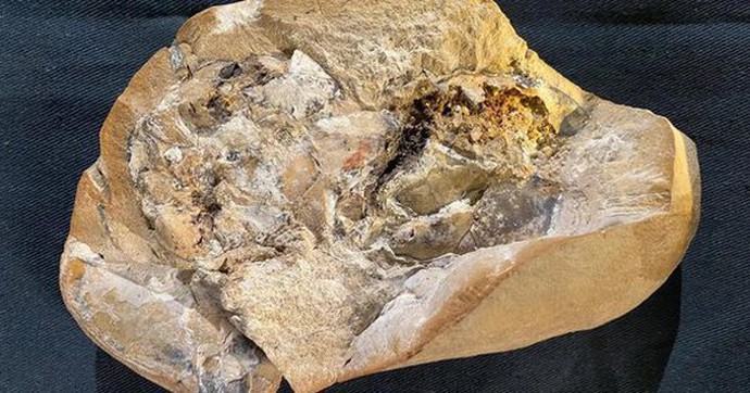 Trái tim quái thú nguyên vẹn sau 380 triệu năm: Cửa sổ vượt thời gian