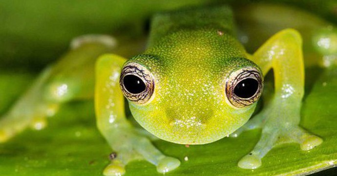 Khám phá bí ẩn của loài ếch có khả năng 'tàng hình'