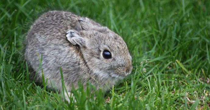 Loài thỏ độc lạ có kích thước siêu nhỏ chỉ bằng một nắm tay 