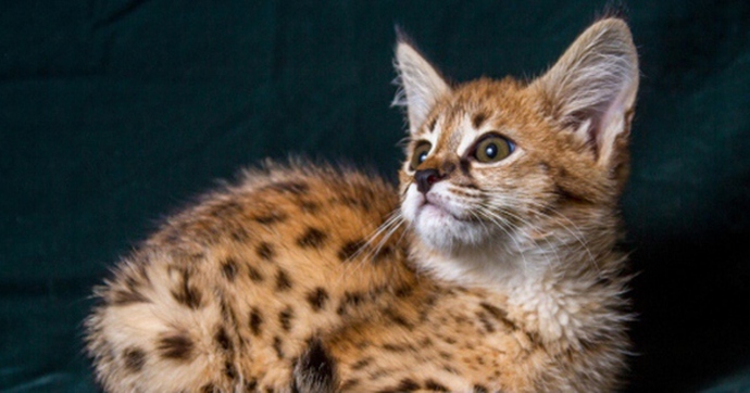 Admire The Beauty Of The Rarest And Most Expensive Cat Breeds In The World