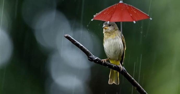 Khi trời mưa, những con chim sẽ trú ẩn ở đâu?
