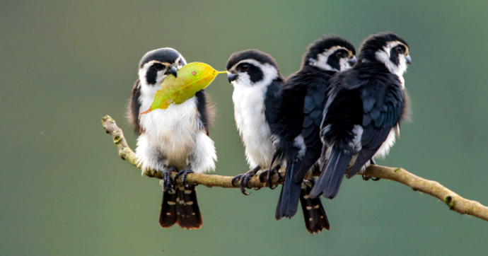 Loài chim săn mồi nhỏ nhất thế giới: Sát thủ ngoại hình đáng yêu, một đêm săn 10 cá thể 