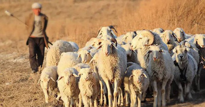 Năm 1994, con cừu chạy vòng quanh một chỗ, người chăn cừu lại gần phát hiện bảo vật vô giá