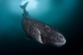 Cá mập Greenland: Chìa khóa cho sự trường thọ của nhân loại trong tương lai?