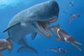 Cá voi cổ đại Melvillei, cơn ác mộng của siêu cá mập Megalodon