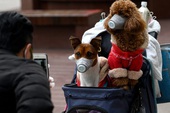 Chuyên gia khẳng định thú cưng không thể nhiễm Covid-19, vậy lý do một chú chó ở Hồng Kông dương tính với virus là gì?