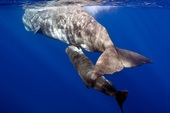 Làm thế nào để cá voi có thể sống và cho con bú được ở dưới đại dương?