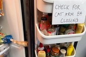 Gặp Carrot, chú mèo nổi tiếng khắp mạng xã hội với pha thò tay ăn vụng thần sầu
